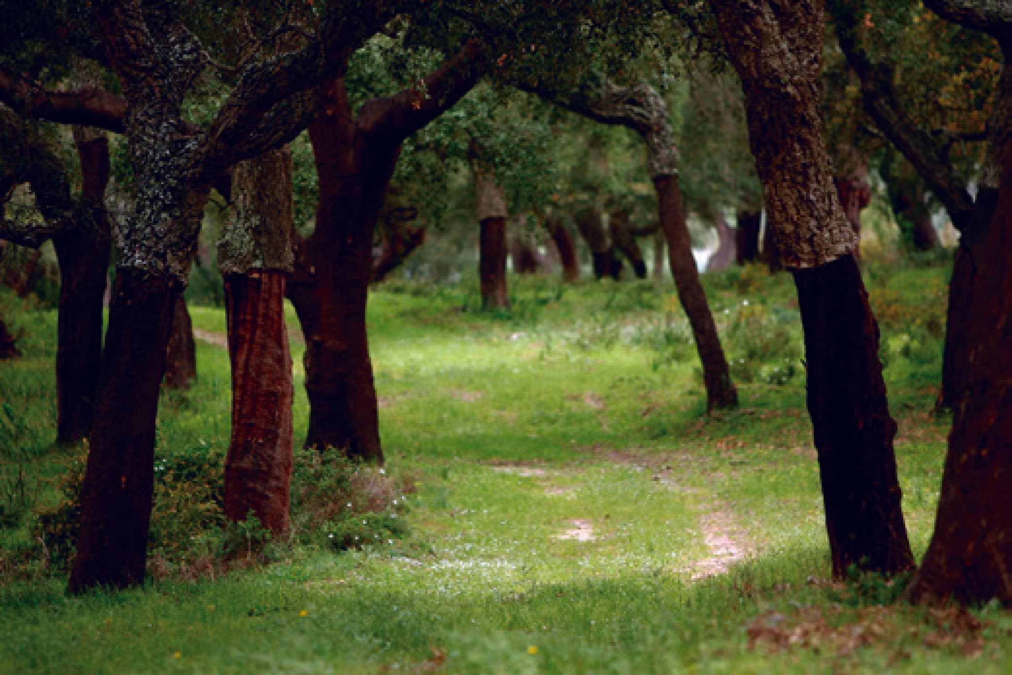 Parque Natural de los Alcornocales