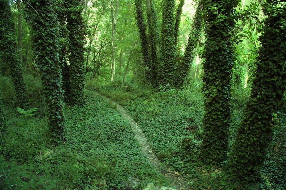 Entorno Natural de Anento