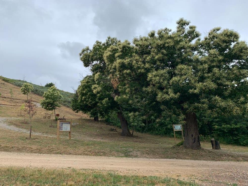 Bosque del Nacimiento