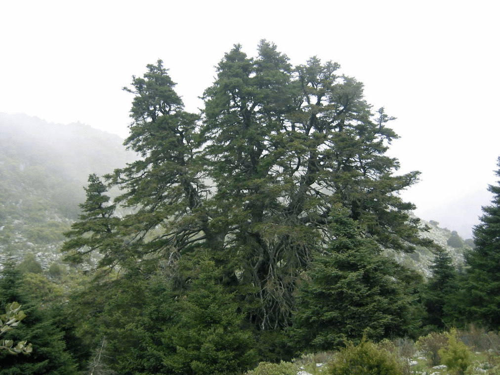Pinsapo de la Escalereta