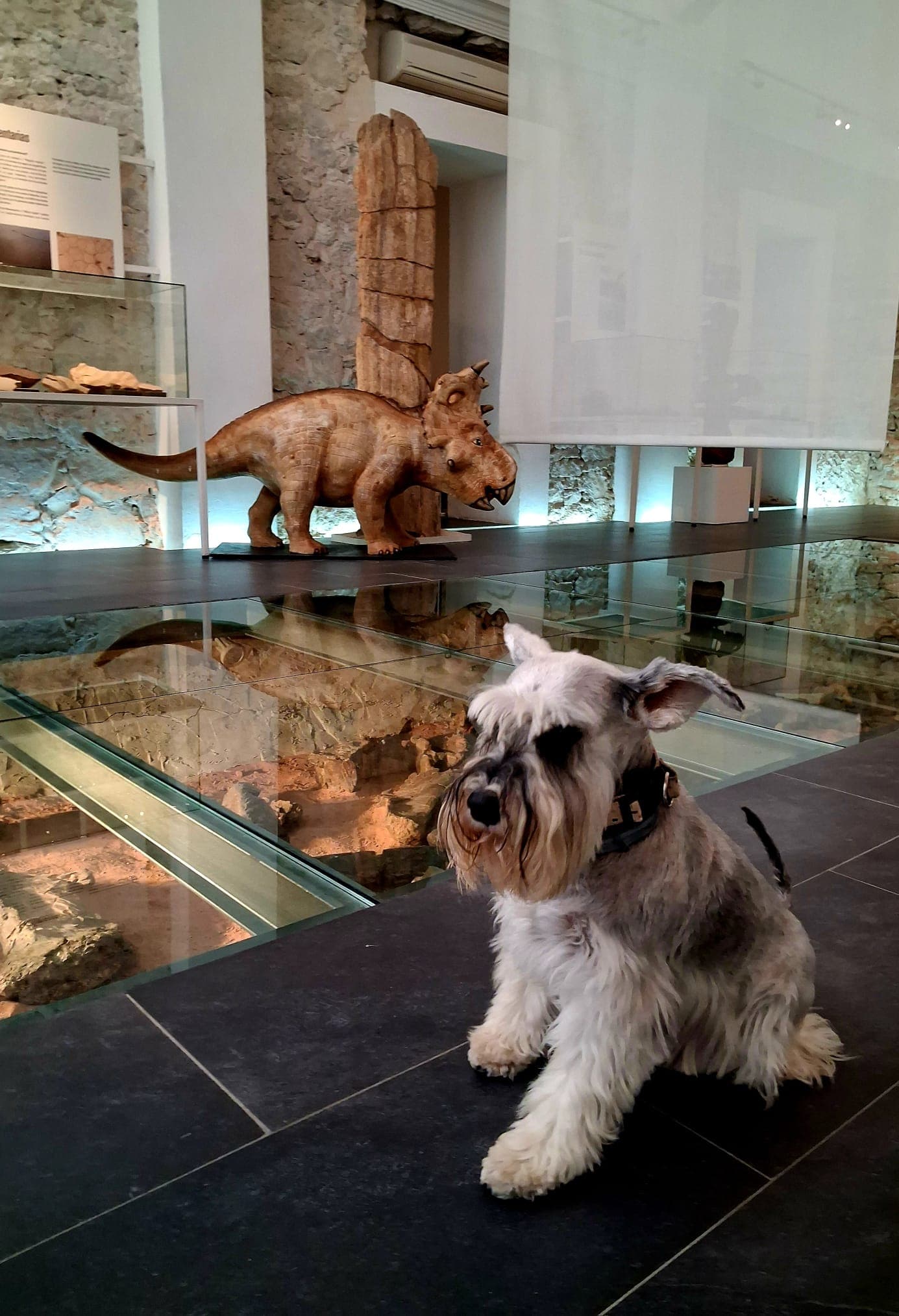 Alpuente Petfriendly