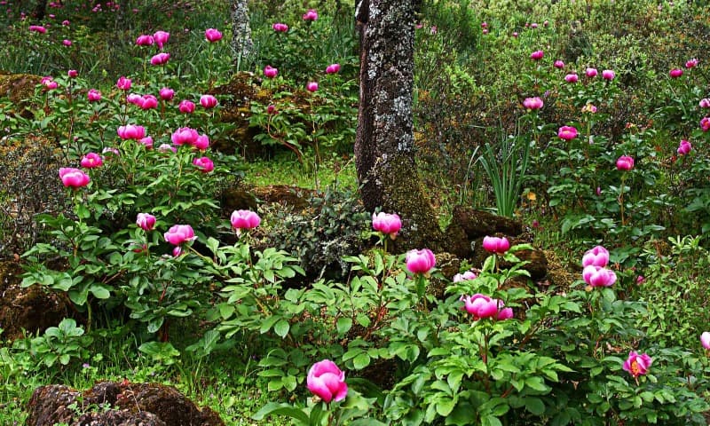 Sierra de Alor