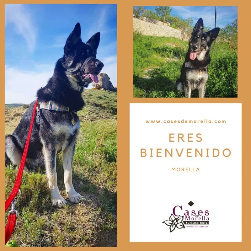 Morella con perro
