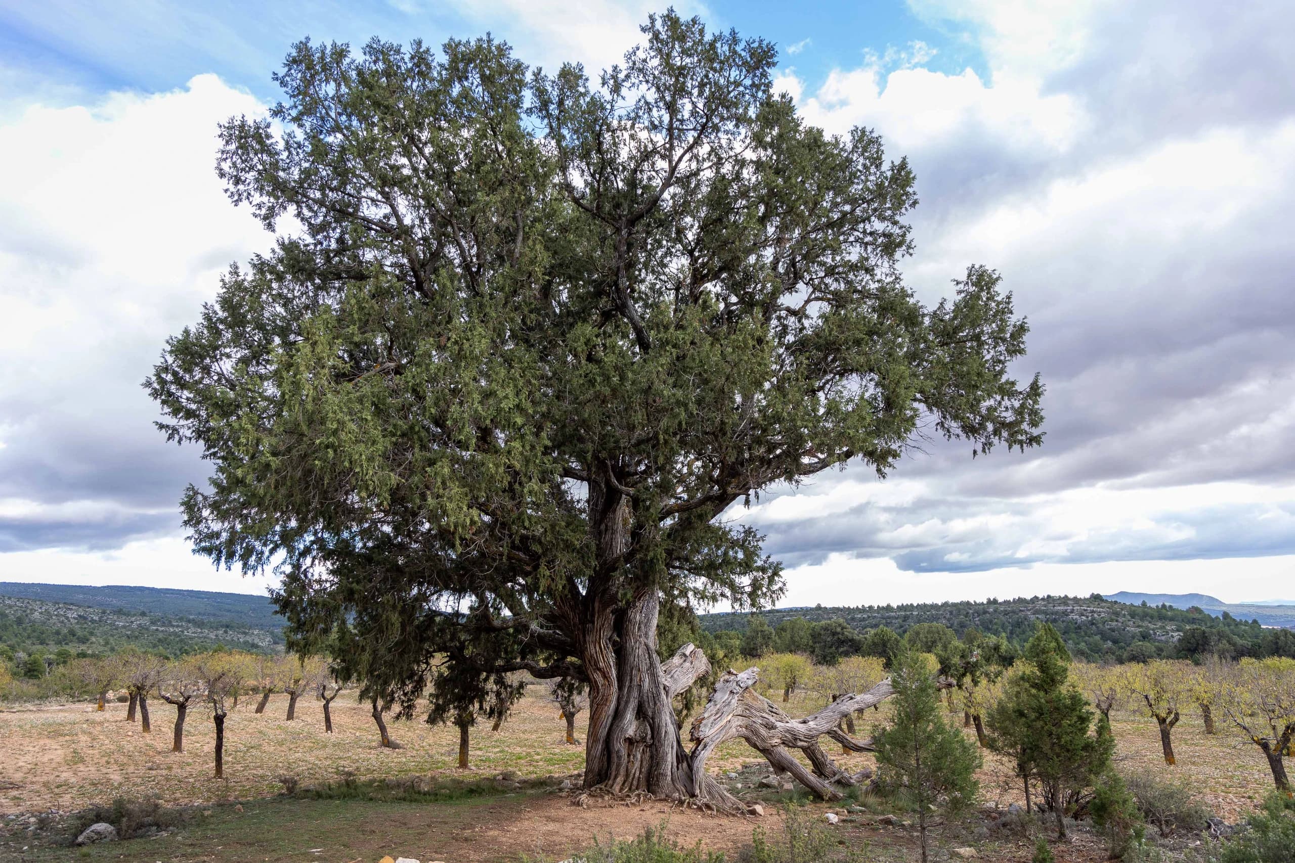 El PR-CV 331 - Sendero de las Travinas