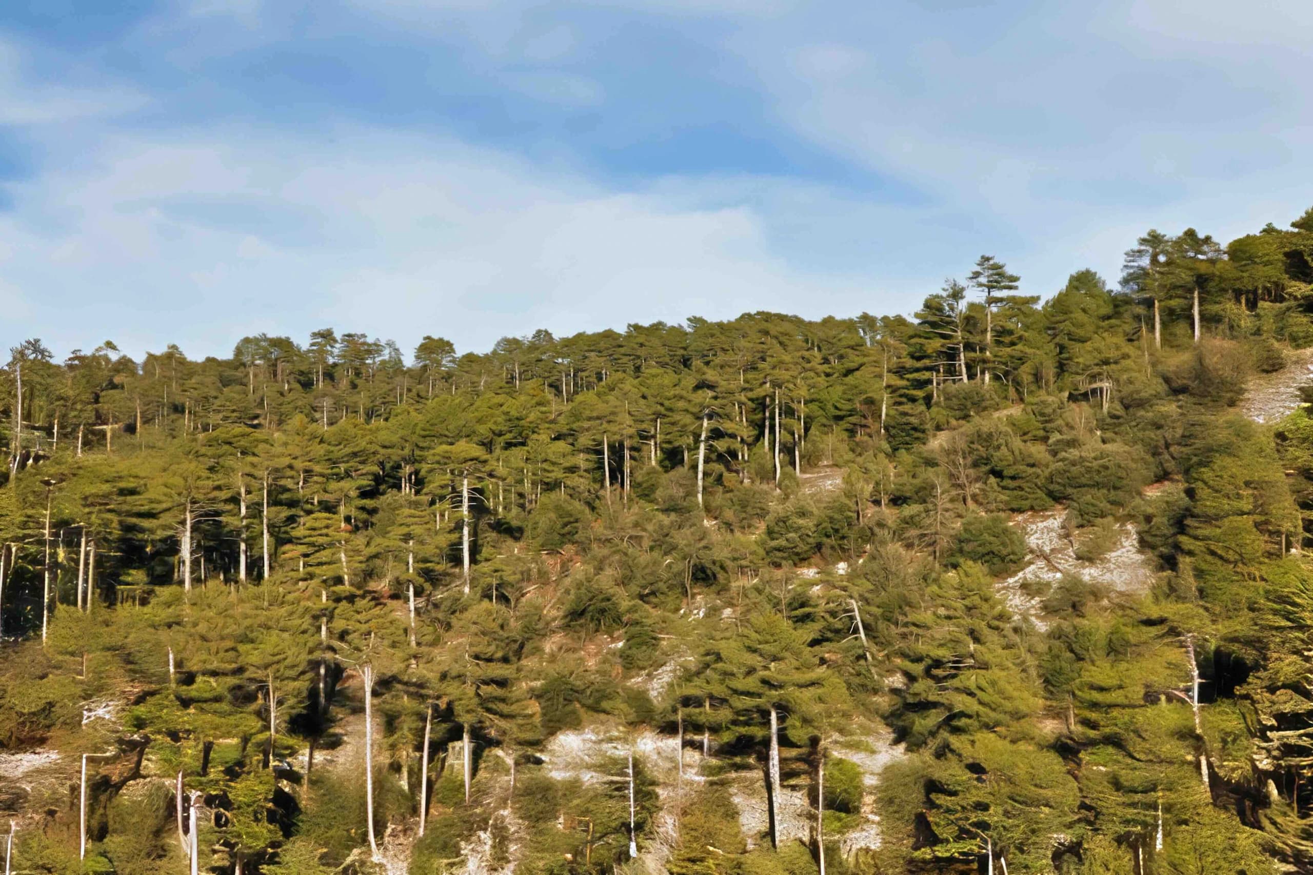 Observación de aves