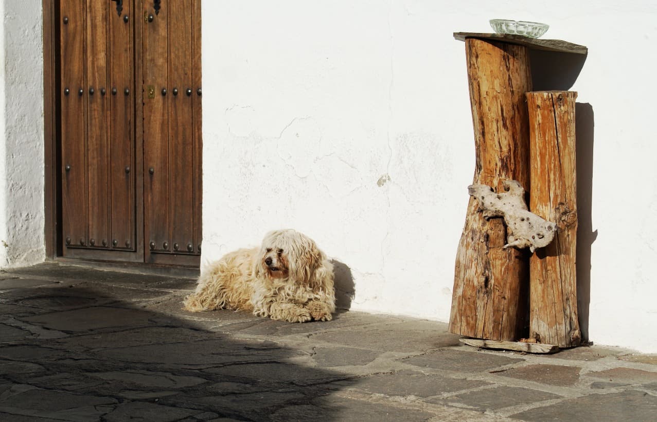 Capileira, una escapada pet-friendly en el corazón de la Alpujarra