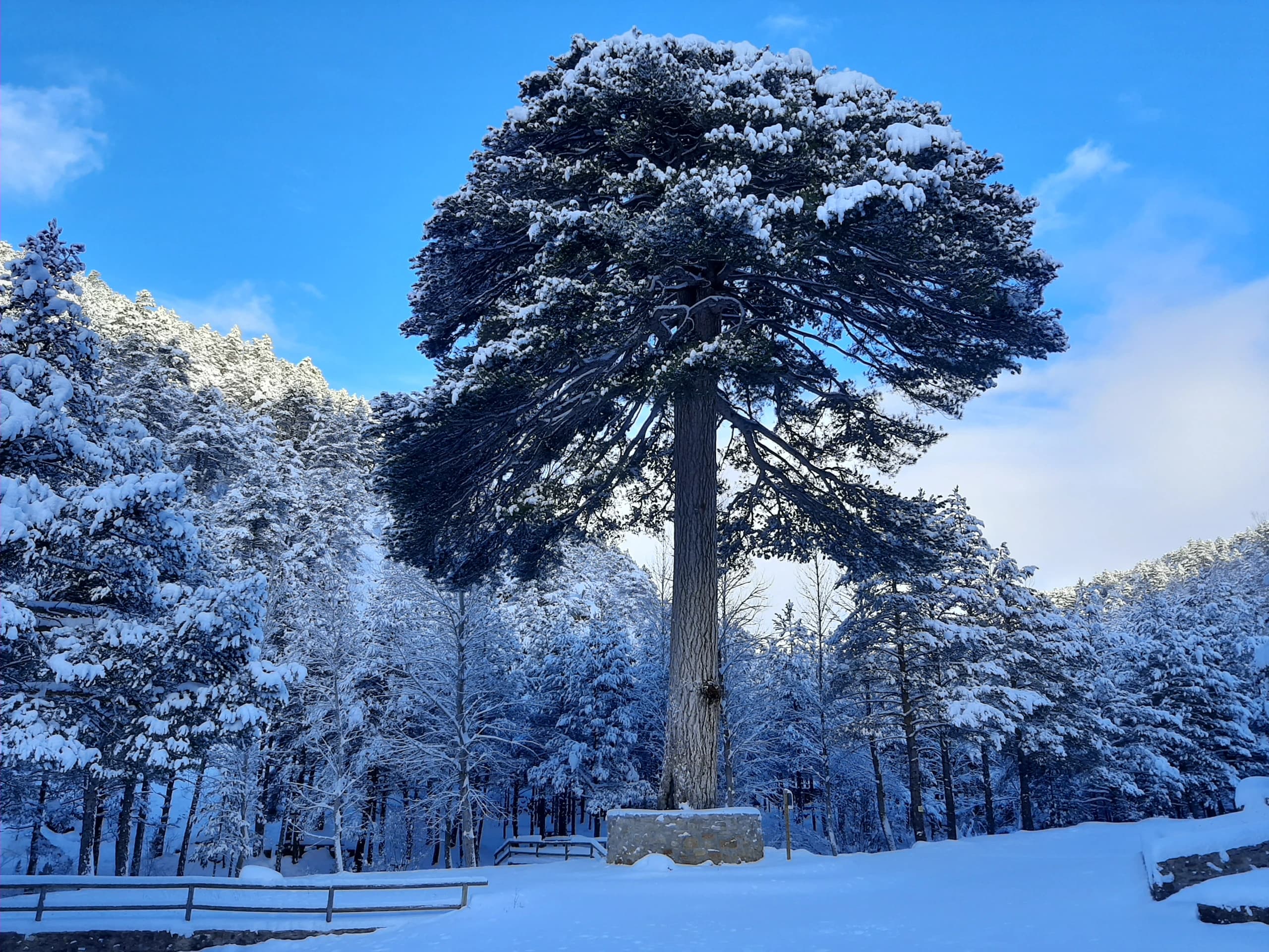 Entre un árbol legendario y una cascada secreta