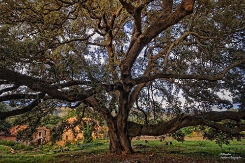 La Carrasca de Culla